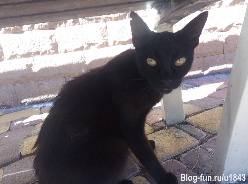 Лучше этой кошке не переходить дорогу.