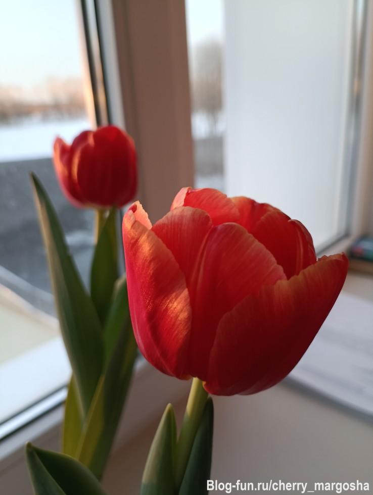 Этот цветок выглядит ярче, чем солнце...?

This flower looks brighter than the sun...?