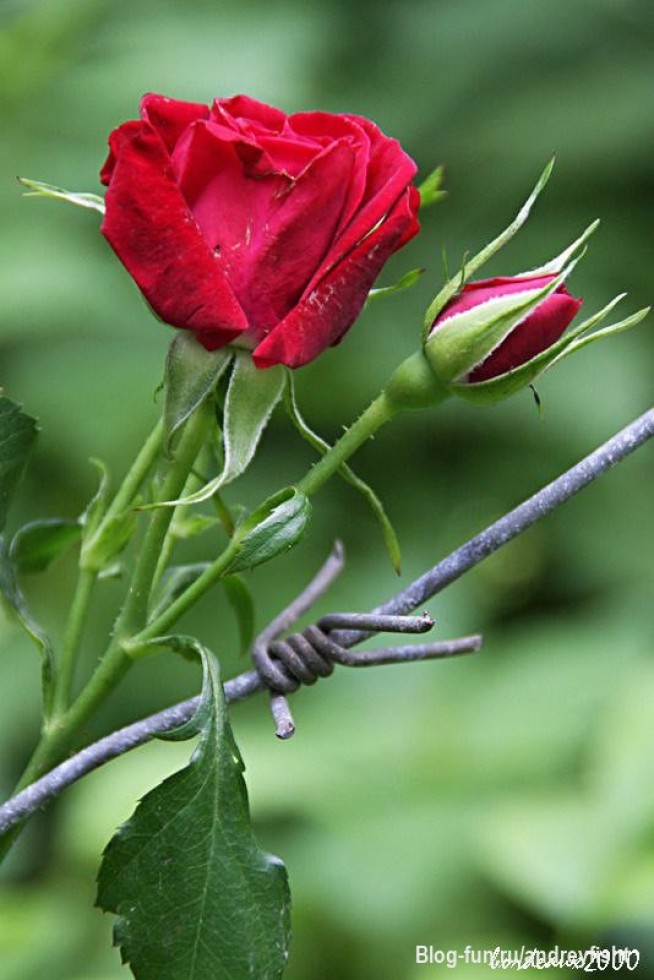 Эта Судьба.

Андрей Фишт

Эта судьба скрыта под снегом,
Эта судьба пахнет весной,
В этой судьбе- слёзы и вера,
В этой судьбе- мир и покой.

И когда наступила осень,
Жёлтый лист украсил траву,
Вновь закапали чистые слёзы,
Снова рябь разошлась на пруду.

Ведь хотелось не так уж и много,
Чтобы был семейный уют,
Красота начиналась с порога,
Птицы певчие снова поют.

Где тебя уважают по делу
И не грабят любые чины,
Где находят счастье и веру,
И никто не судим без вины.

И когда-то вернётся весна,
Вновь повеет запах сирени,
И проснётся чья-то судьба,
Вновь услышит волшебные трели.

Эта судьба скрыта под снегом,
Эта судьба пахнет весной,
В этой судьбе - слёзы и вера,
В этой судьбе - мир и покой.